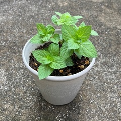 🌿【1株限定】🌿4号鉢入りペパーミント