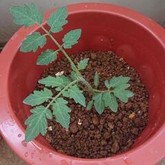 トマト苗 植木鉢付き