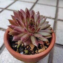 多肉植物　センペルビウムの画像