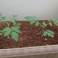 トマト苗 植木鉢付き