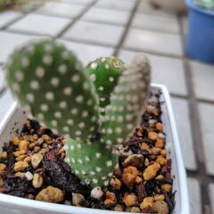 多肉植物　ウチワサボテン　鉢植えの画像