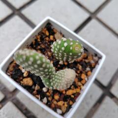 多肉植物　ウチワサボテン　鉢植えの画像
