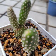 多肉植物　ウチワサボテン　鉢植えの画像