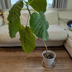 ウンベラータ 観葉植物