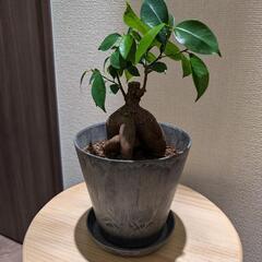 ガジュマル 観葉植物