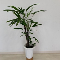 観音竹
