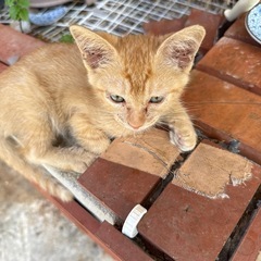 子猫の里親募集(生後2ヶ月いないかと思われます)