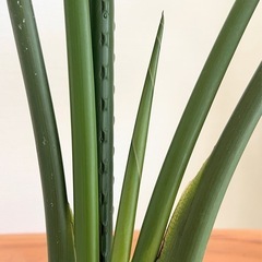 オーガスタ　植物、観葉植物の画像