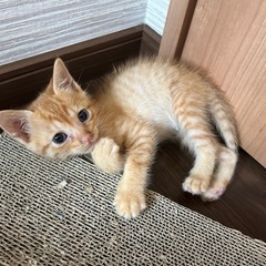 天使みたいな茶トラくん