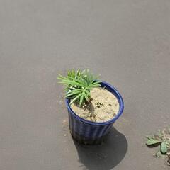 蘇鉄 の画像