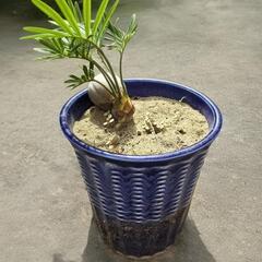 蘇鉄 の画像