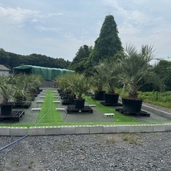 ココスヤシ鉢植えの画像