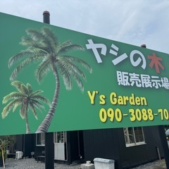 ココスヤシ鉢植えの画像