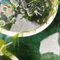 ミックスめだか１２〜１３匹の画像