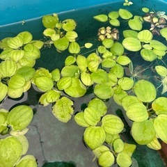 ミックスめだか１２〜１３匹の画像