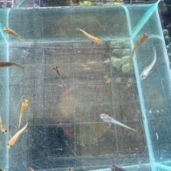 ミックスめだか１２〜１３匹の画像