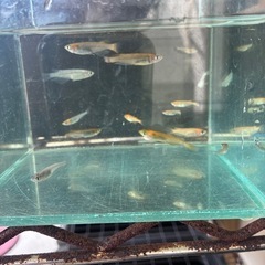 ミックスめだか１２〜１３匹の画像