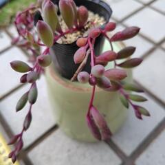 多肉植物　ルビーネックレスの画像