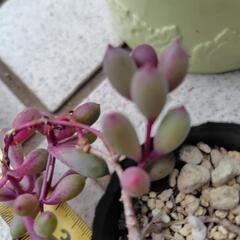 多肉植物　ルビーネックレスの画像