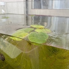アマゾンフロッグピット　3株の画像