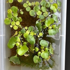 アマゾンフロッグピット　3株の画像