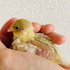 ヒメウズラ  雛　生後10日ほど　4匹