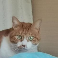 チャトラ猫あげます。