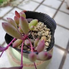 多肉植物　ルビーネックレス②の画像