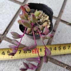 多肉植物　ルビーネックレス②の画像