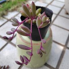 多肉植物　ルビーネックレス②