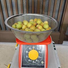 梅干し、梅酒用　梅1kg