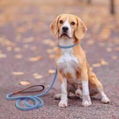 AA52 犬 リード スリップタイプ 丸紐 巾着付セット 反射付き 2m中型犬対応 
の画像