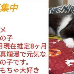 可愛いダンくん♪優しい里親様を募集しています。