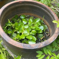 ガーデニング好きさん❤️ピオトープ（水草、睡蓮etc...