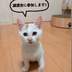 譲渡会に参加します！小郡市力武13-7 山下酒店