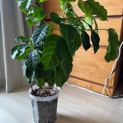 コーヒーの木　観葉植物の画像