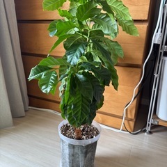 コーヒーの木　観葉植物の画像