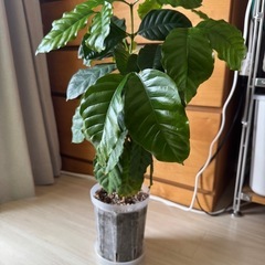 コーヒーの木　観葉植物の画像
