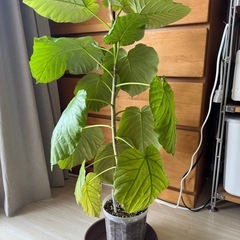 フィカスウンベラータ　ゴムの木　観葉植物の画像