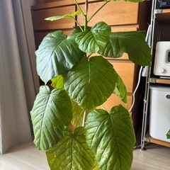 フィカスウンベラータ　ゴムの木　観葉植物の画像
