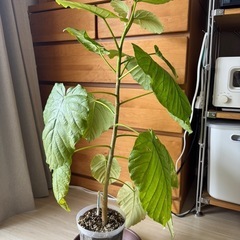 フィカスウンベラータ　ゴムの木　観葉植物の画像