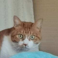 チャトラ猫３歳