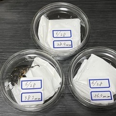 [天然蝦夷型]ミヤマクワガタ　オスメスペアの画像