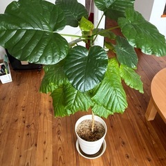 ウンベラータ　観葉植物の画像