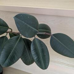 観葉植物 フィカス・バーガンディ 鉢付きの画像