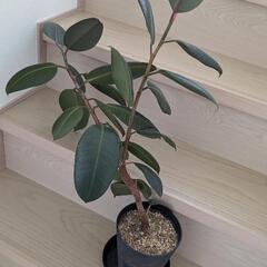 観葉植物 フィカス・バーガンディ 鉢付きの画像