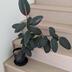 ランキングキーワードに紐づく投稿画像-観葉植物