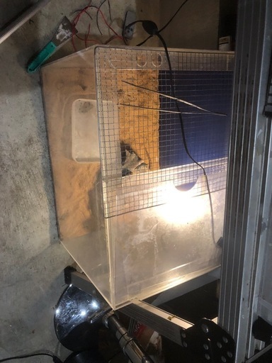 アクリル水槽　　　流木　ライト　レッドフト