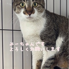 みーちゃん
