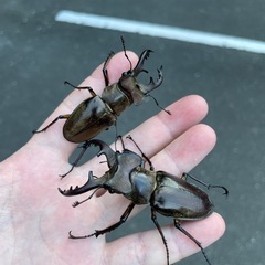 ミヤマクワガタ　ノコギリクワガタ　ヒラタクワガタ　など